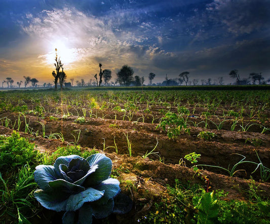 Can structured water improve farming?